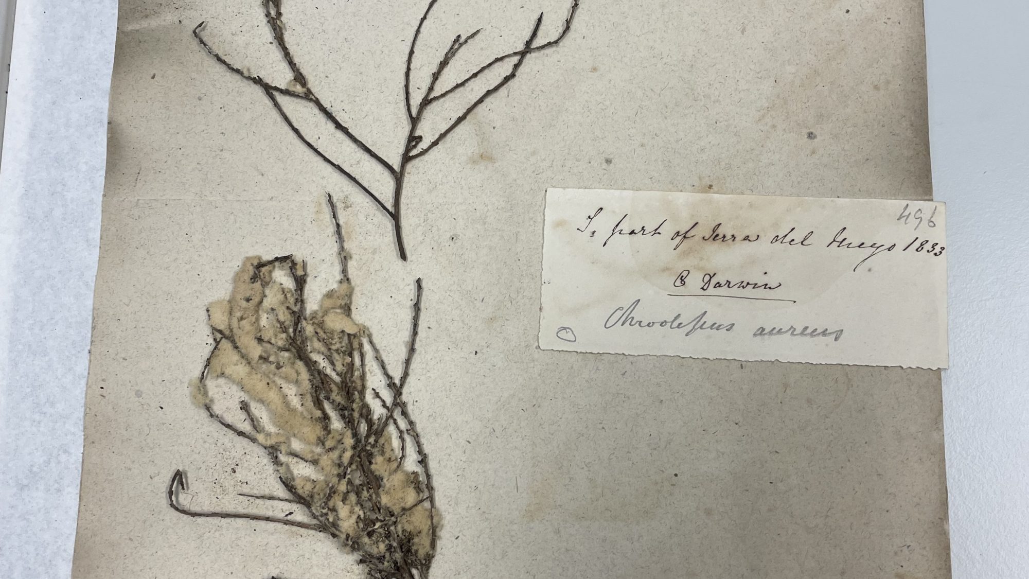 A dried pressed specimen of lichen on an old white piece of paper displaying a label with old-fashioned italic writing