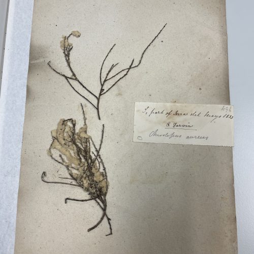 Rarely seen 200 year-old plant specimens Darwin sent from Voyage of the Beagle on display for new TV show