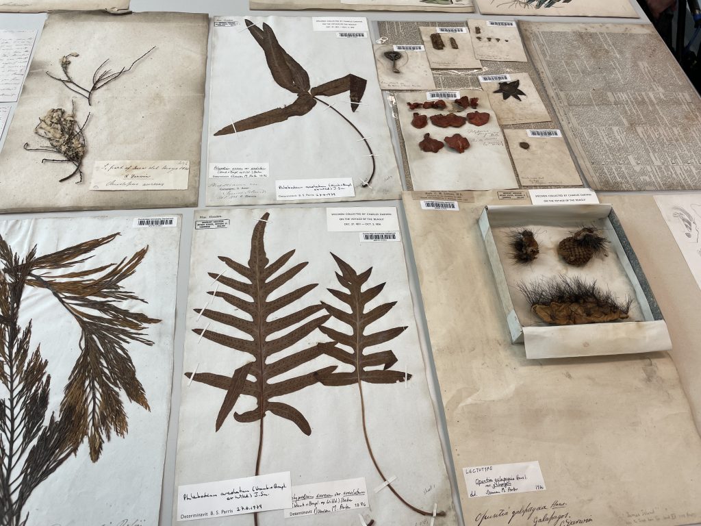 A display of a range of dried plant herbarium specimens laid out on a table