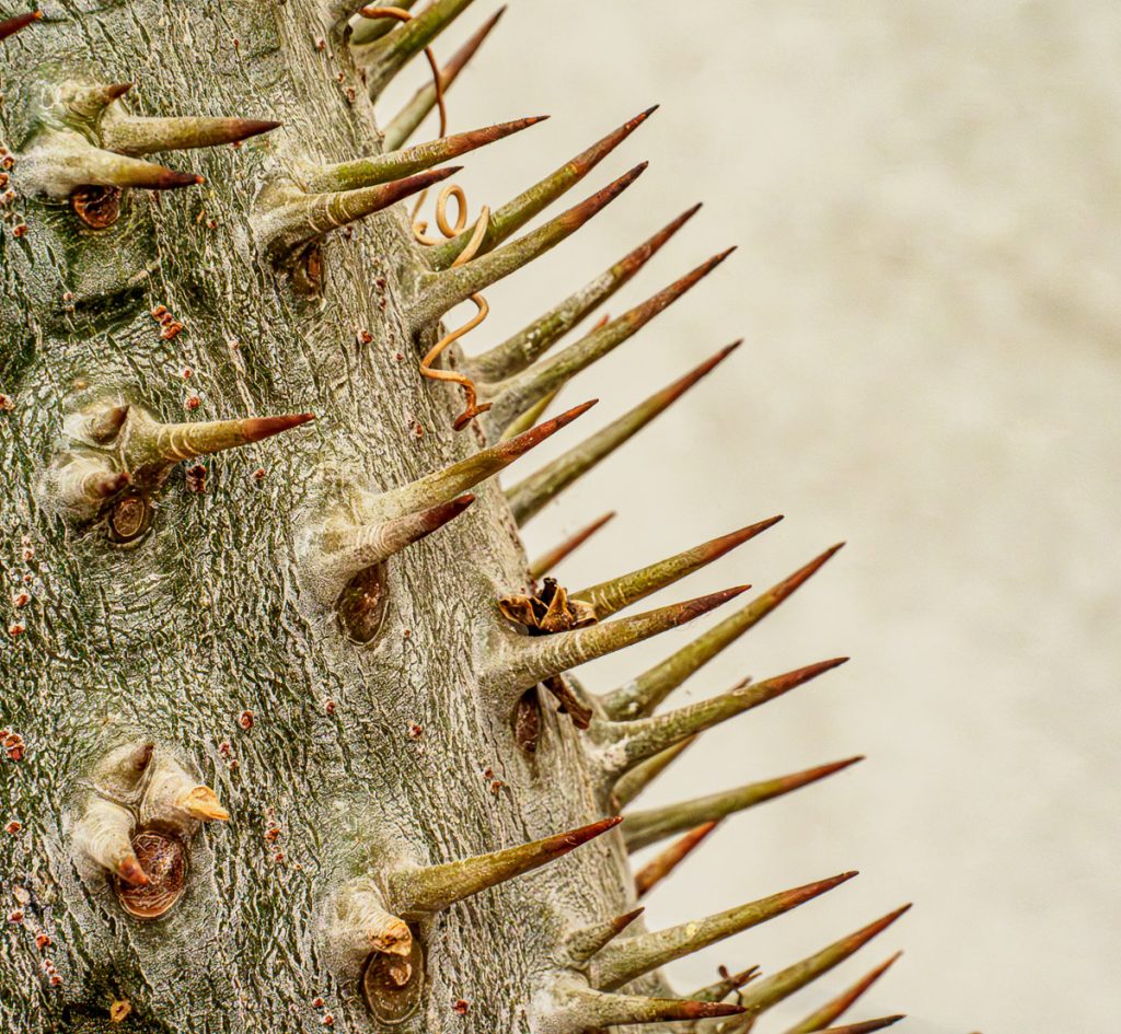 A macro image of a cactus with spikes contrasting against a beige background.