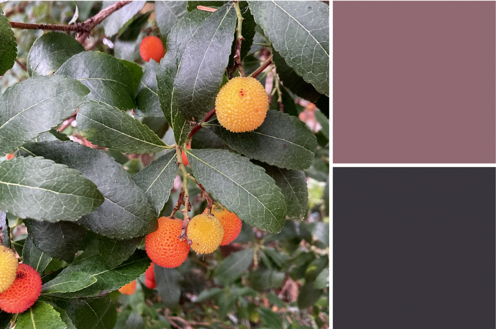 Dark jaggered leaves with small orange and yellow spikey fruits. Dye colour: Plum and Black.