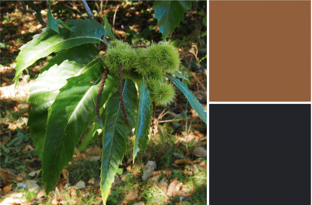 Long jaggered green leaves with spikey round fruits. Dye colour: Brown and Black.