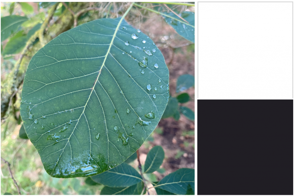 Dark green veined leaves. Dye colour: Black.