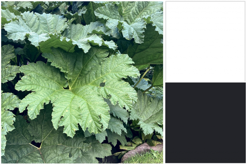 Very large green leaves. Dye colour: Black.