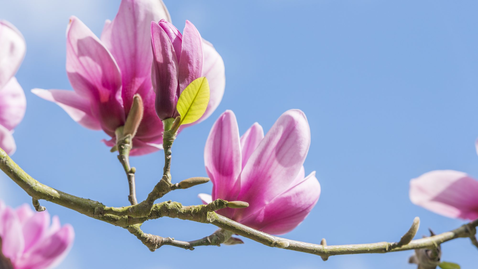 Pink magnolia flowers on a brown branch contrast the blue sky