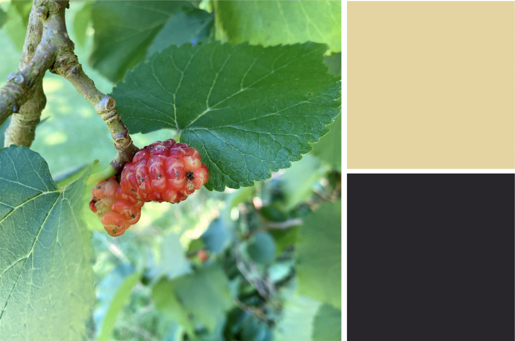 Jaggered leaves with red fruit. Dye colour: Tan and Black.