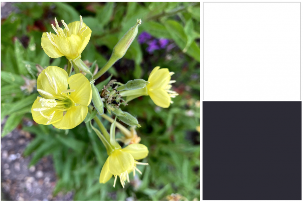 Yellow flowers and green leaves. Dye colour: Black.