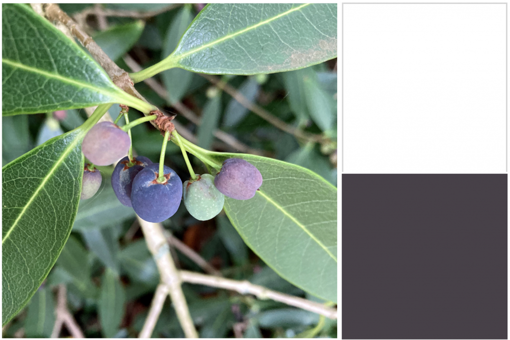 Oblong green leaves with dark and light purple berries. Dye colour: Grey-Black.