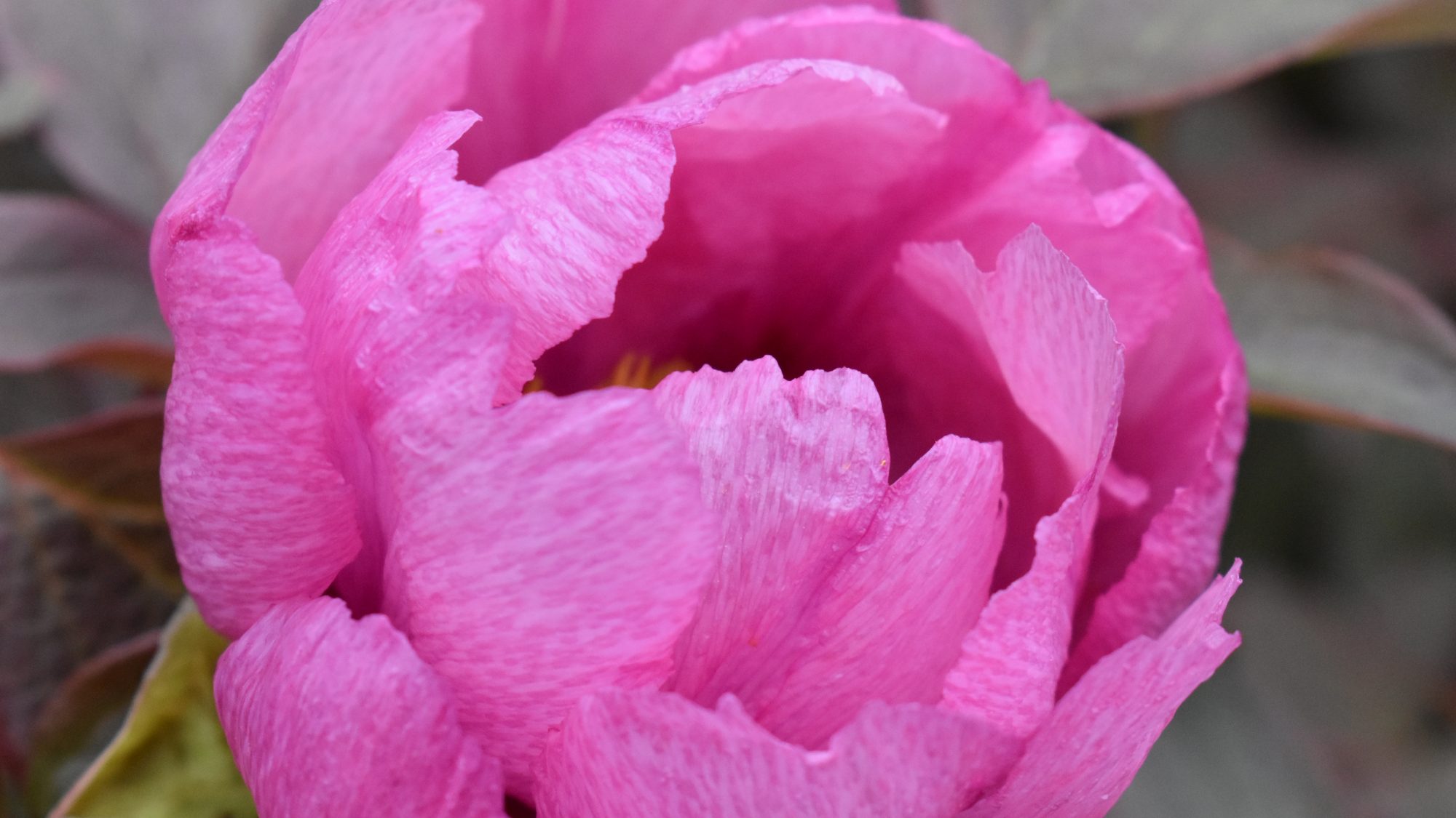 Paeonia suffruticosa 'Single Pink'