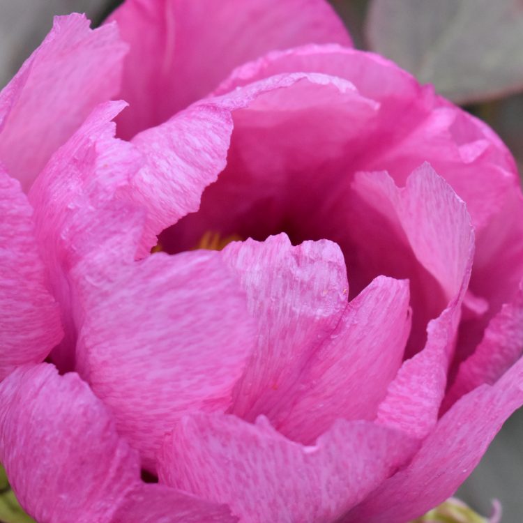 Paeonia suffruticosa ‘Single Pink’