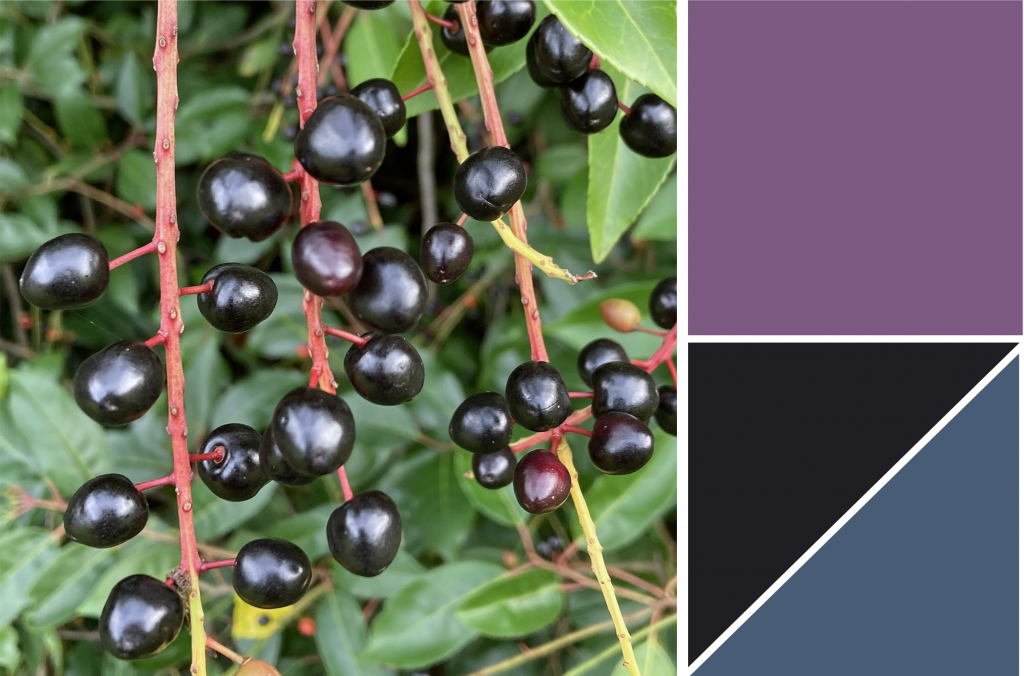 Smooth rounded black berries. Dye colour: Purple, Blue and Black.