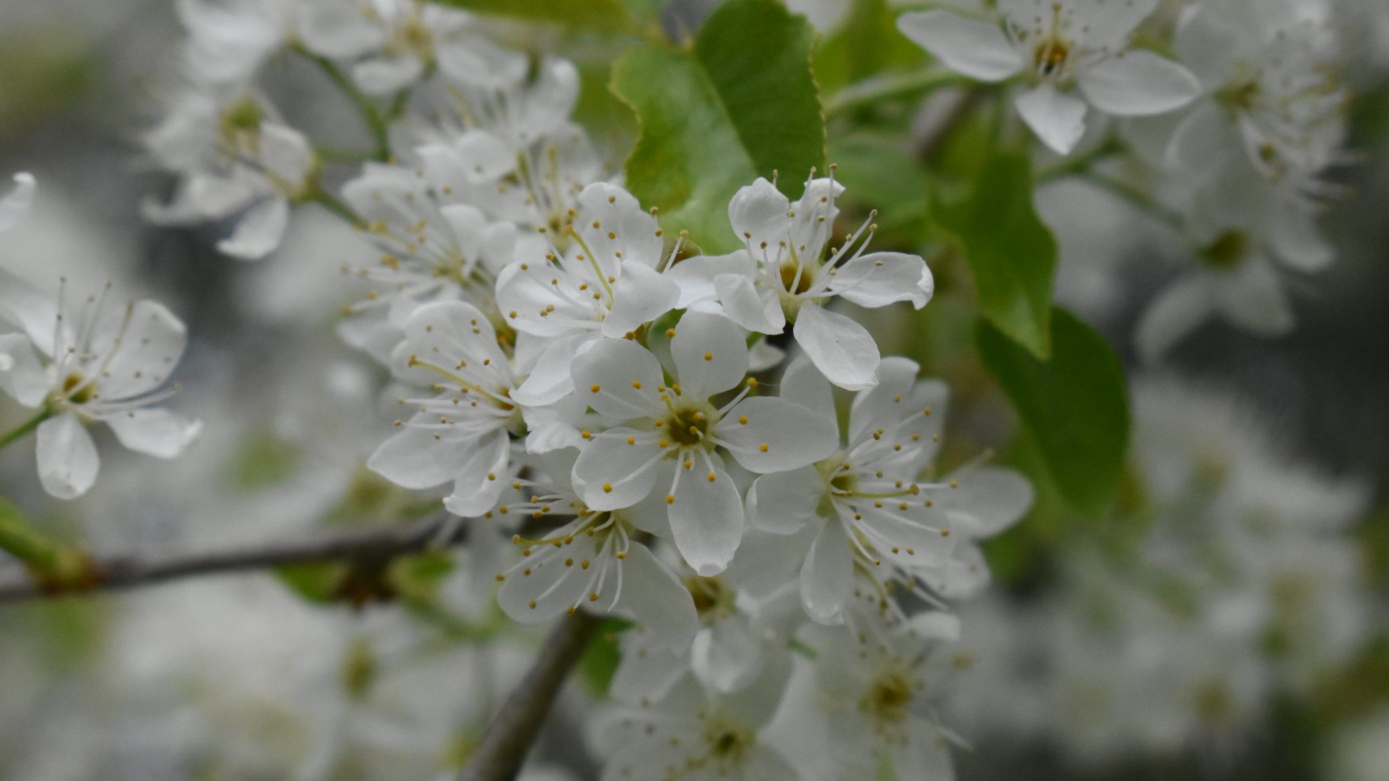 Prunus mahaleb