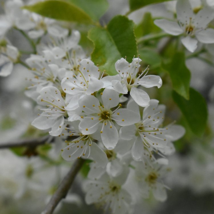 Prunus mahaleb
