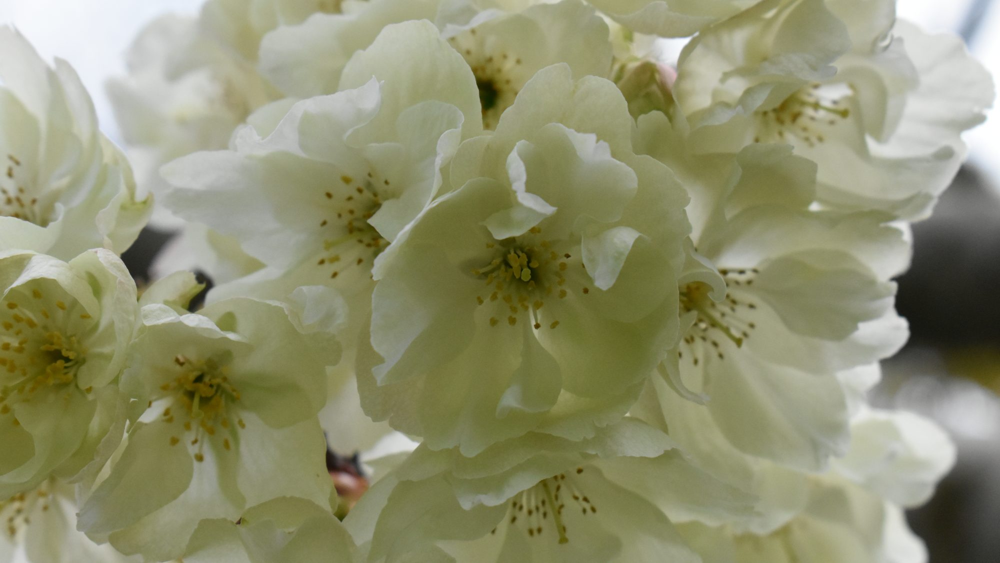Prunus serrulata 'Ukon'