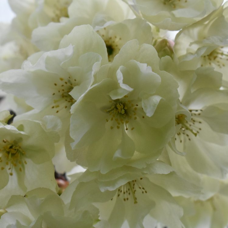 Prunus serrulata ‘Ukon’