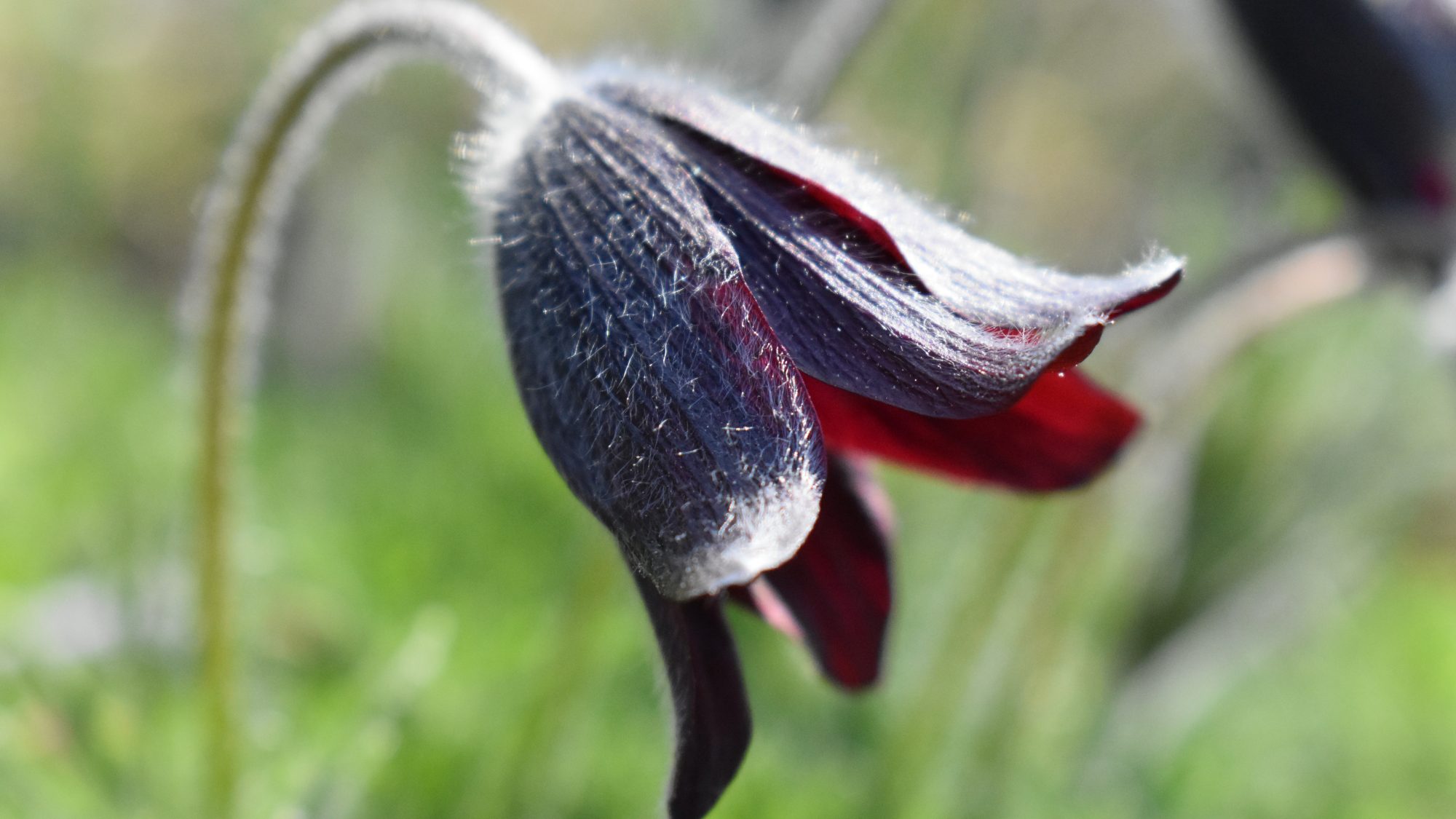 Deep wine-coloured, bell-shaped flower, covered in fine hairs.