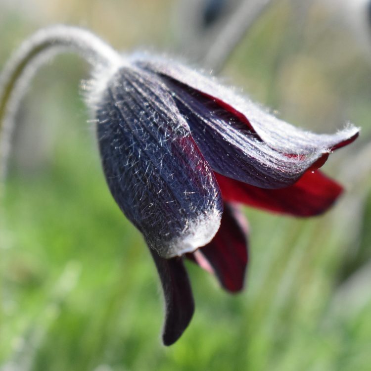 Pulsatilla rubra