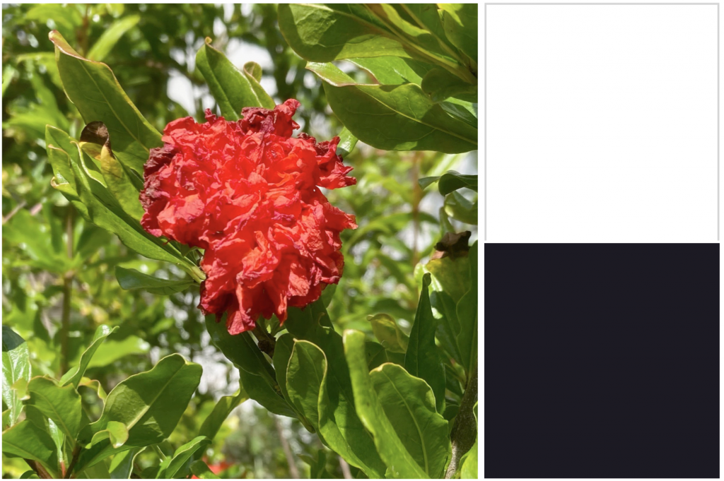 Long green leaves with red flower. Dye colour: Black.