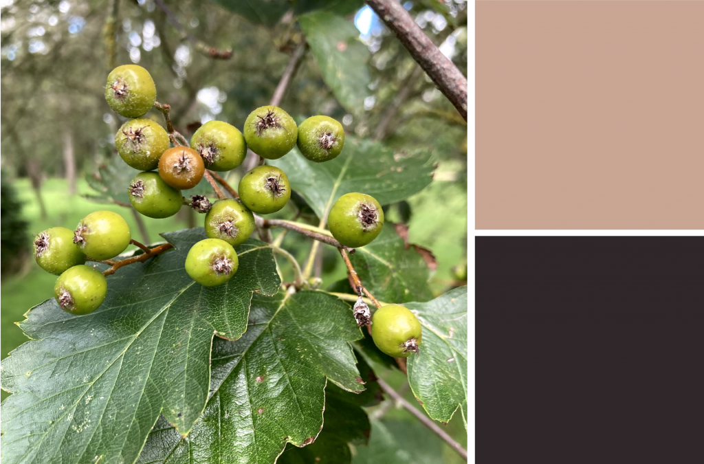 Jaggered green leaves with light green unripe berries. Dye colour: Pinkish Fawn and Black.