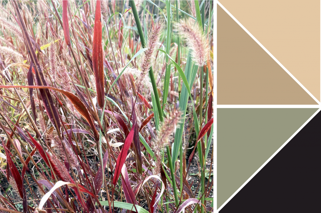 Red and green blades of long grass with seed heads. Dye colour: Tan-Yellow, Brown, Soft Green and Black.