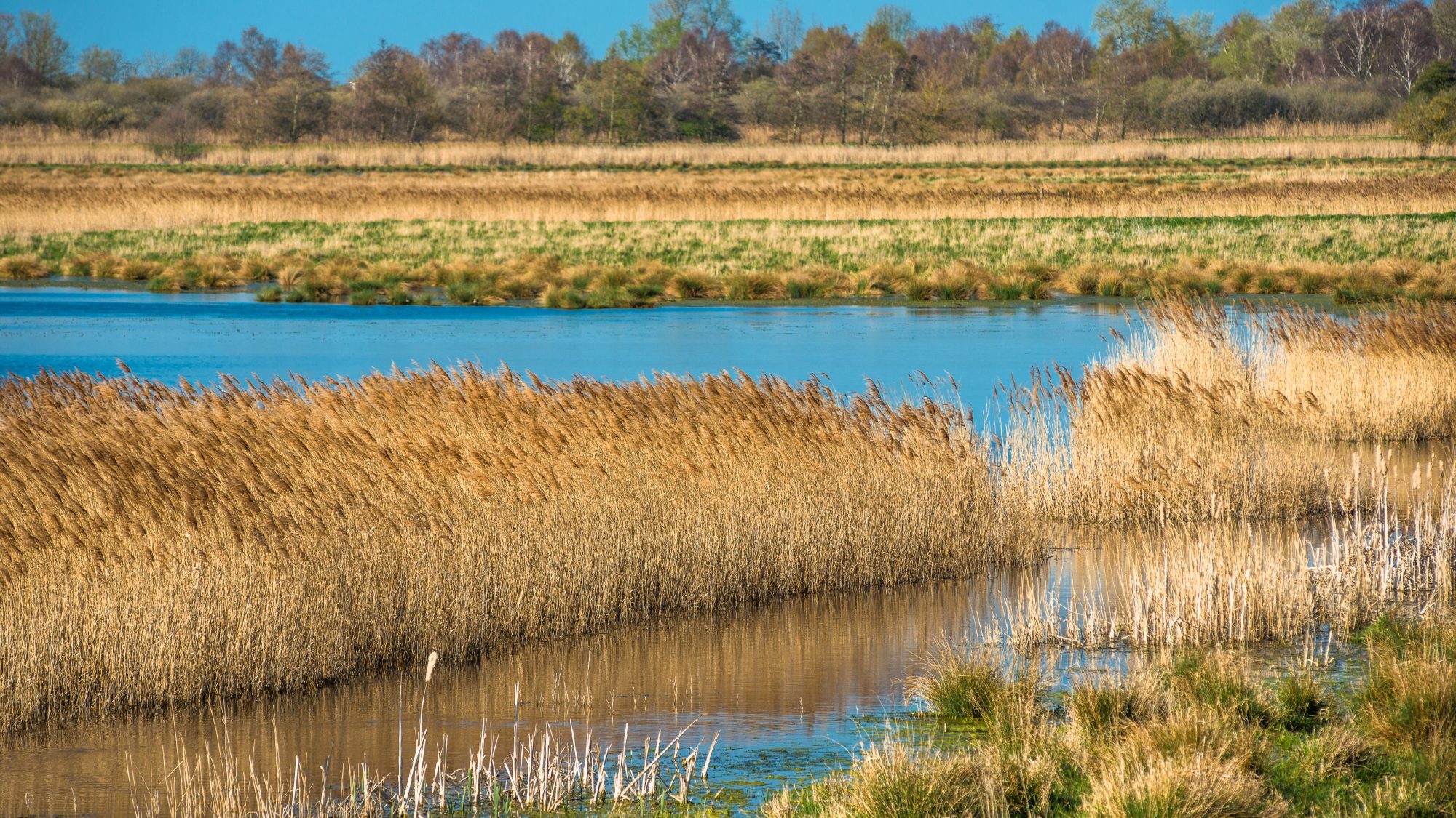 Wicken fen landscape water and grasses in warm light 
