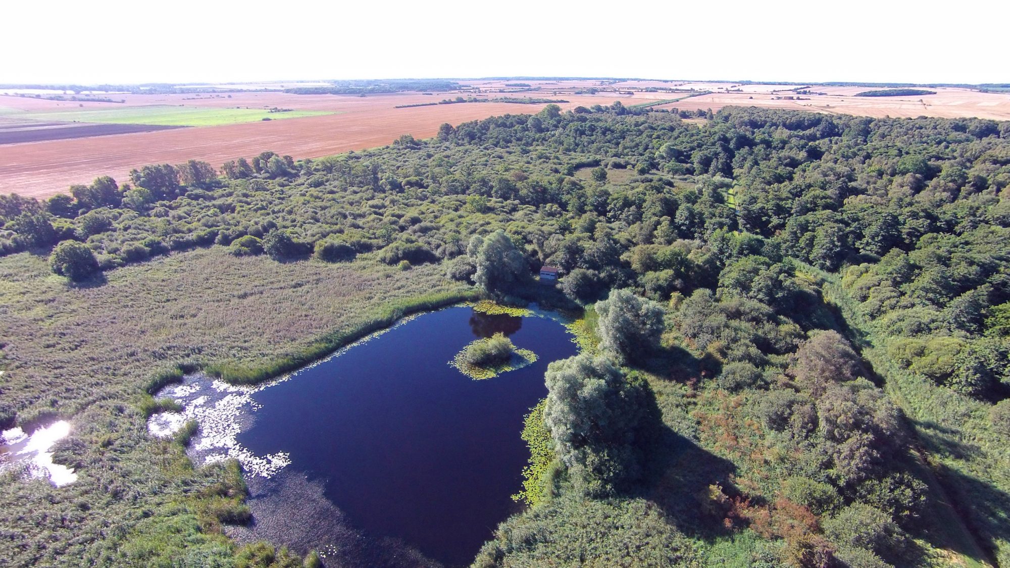 Woodwalton Fen drone image of lake and trees with agricultural fields in the distance
