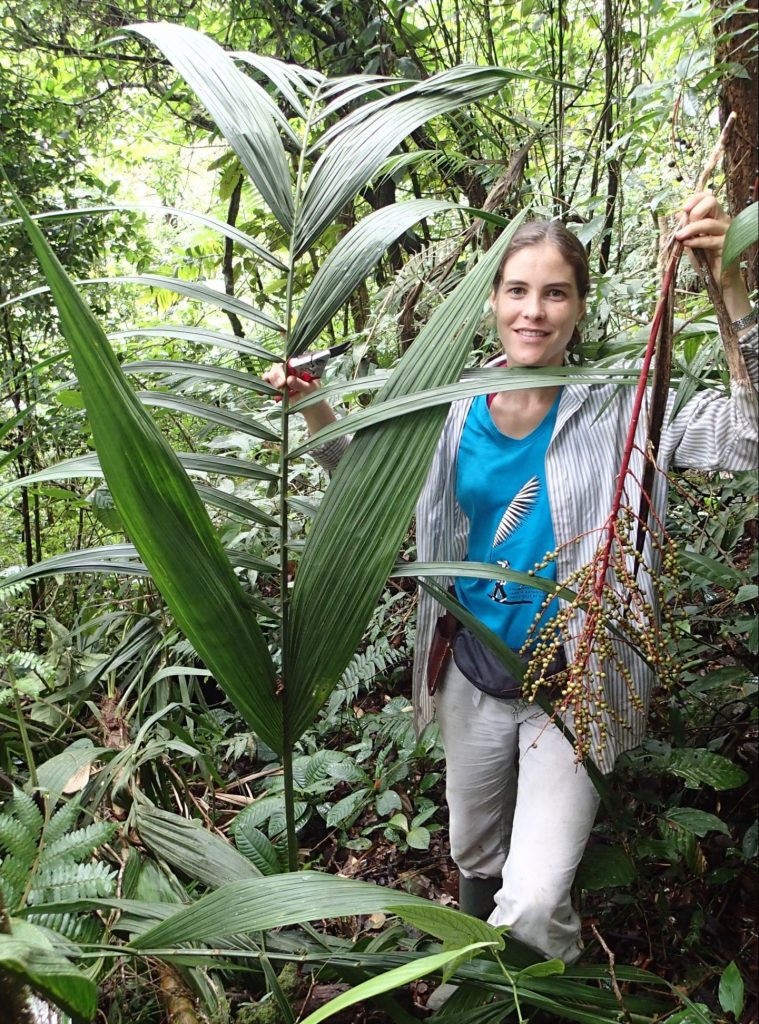 Dr Cano standing in a rainforest of green trees and plants. She is wearing a turquoise t-shirt, white shirt and trousers behind a large palm frond and holding part of the plant in her hand. This has a red stem and small branch-like structures with small pale yellow berry-like fruits