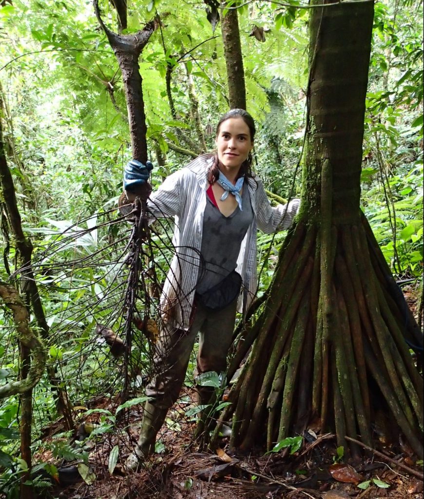Dr Cano wearing boots, trousers and white shirt stands looking at the camera and holding a large branch of a plant. She is next to a massive palm called Dictyocaryum lamarckianum. This has large root like structures above the ground which she is standing against. In the background is rainforest vegetation of the Darién National Park, Panama. DNA from this palm was extracted as part of the PAFTOL study.