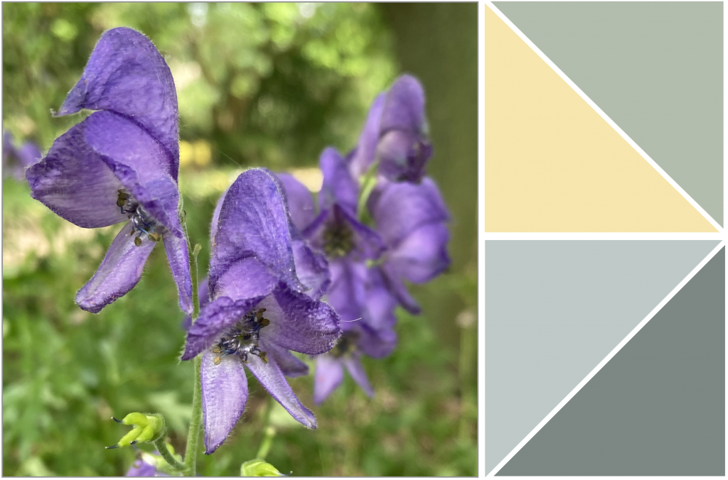 Purple flowers. Dye Colour: Yellow, Grey-Blues.