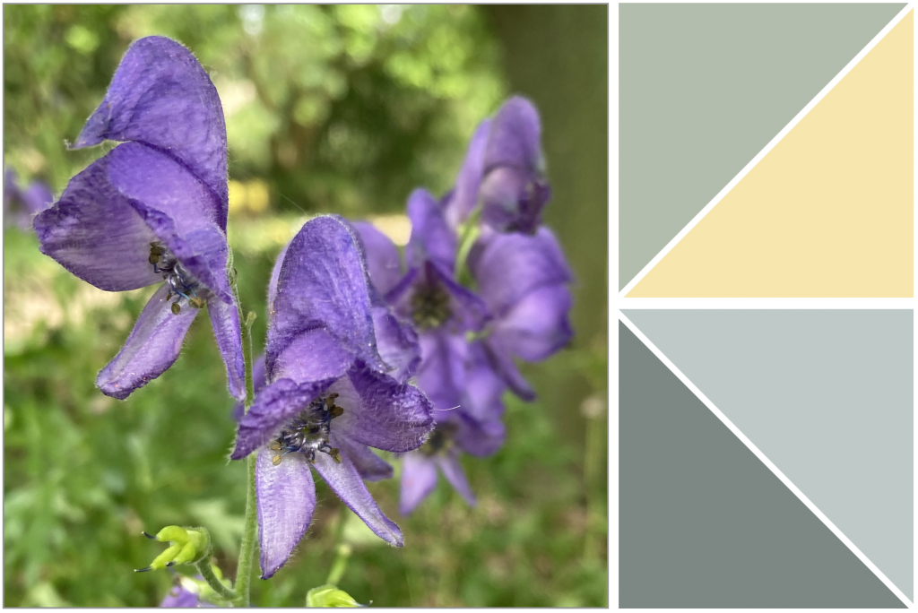 Smallish Purple flowers. Dye Colour: Grey-Blues and Yellow