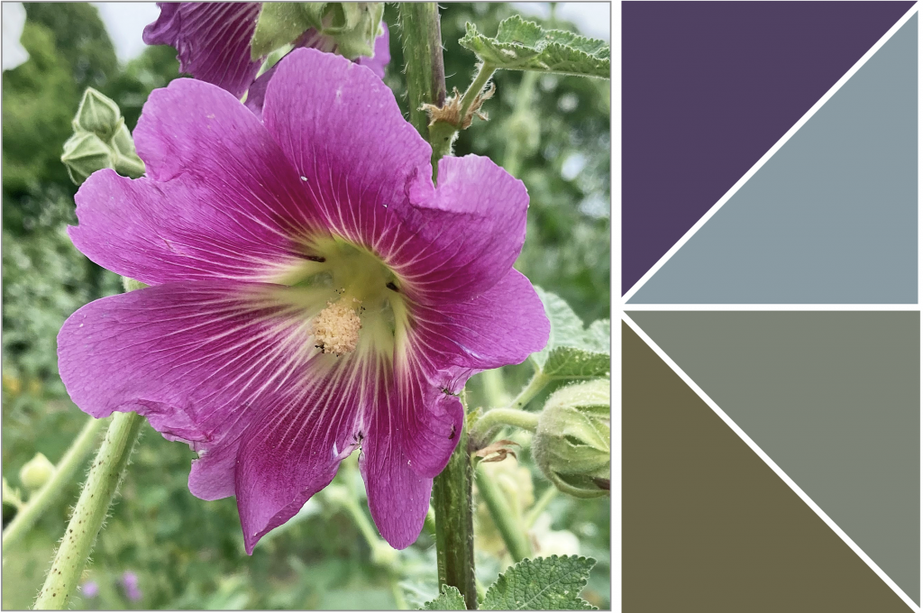 Purple flower with yellow centre with unopened green pods. Dye Colour: Olive-Green, Sage-Green, Grey-Blue and Purple.