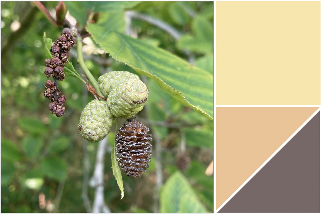 Light green and brown catkins with mid-green leaves. Dye colour: Yellow, Tans and Brown.