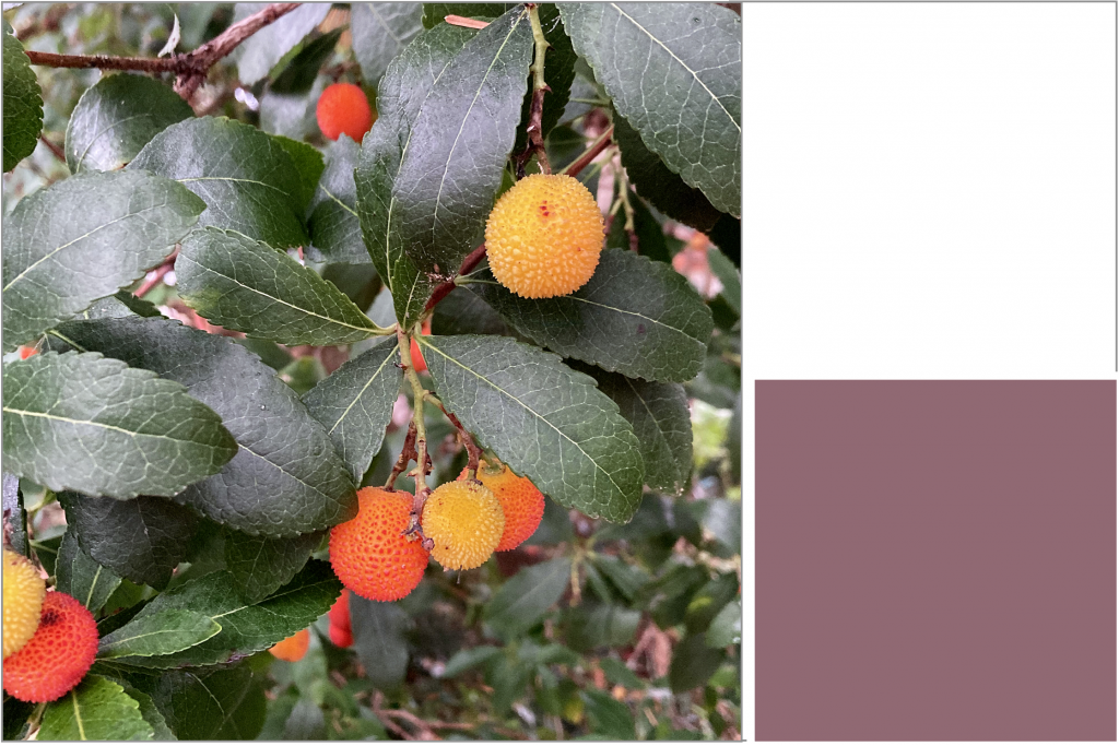 Long jaggered green leaves with Yellow and Orange spikey round fruits. Dye colour: Purple.