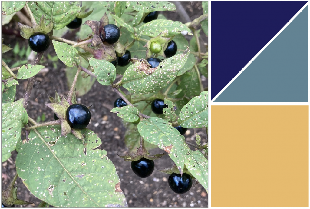 Dark black berries and green pointy leaves. Dye colour: Purple, Blue and Yellow.