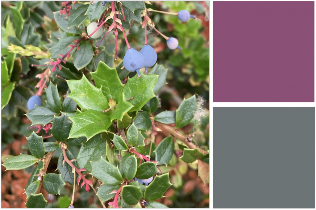 Prickily Green leaves and Greyish-Liliac-Blue berries. Dye Colour: Purple and Grey-Blue