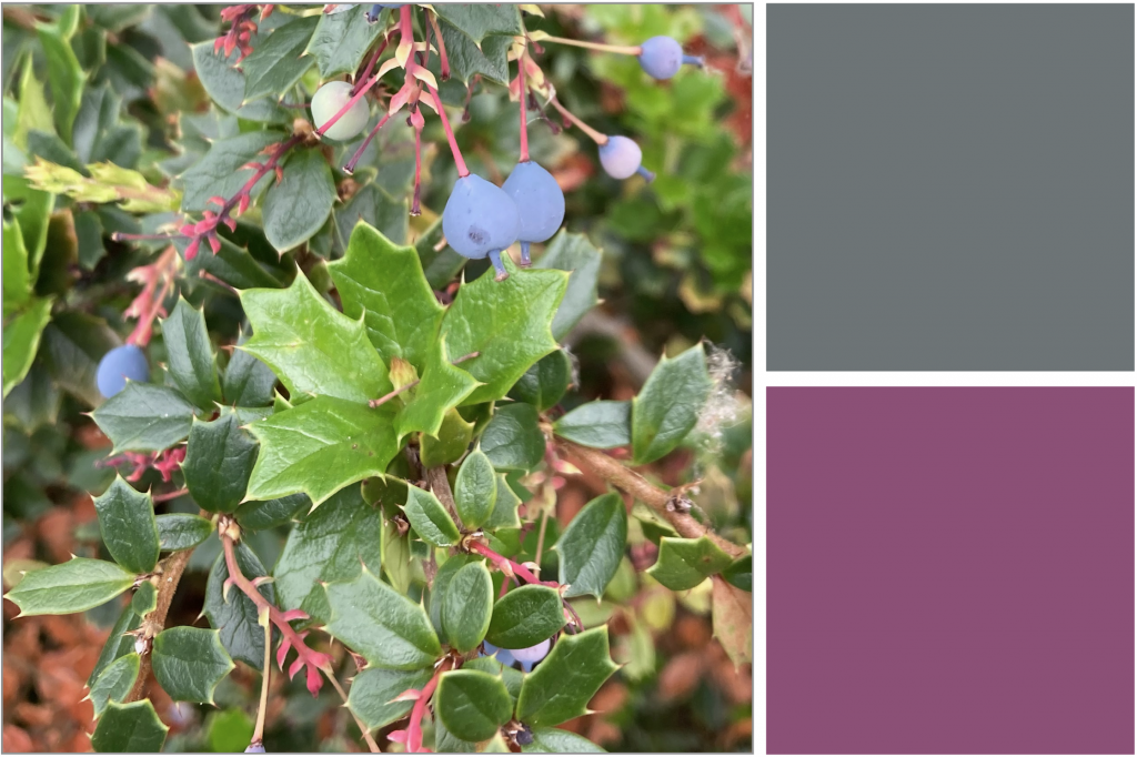 Spikey green leaves and light Purple berries. Dye Colour: Purple and Grey-Blue.