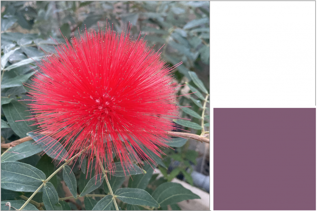 Soft spikey round Red flower with dark Green leaves. Dye Colour: Purple.