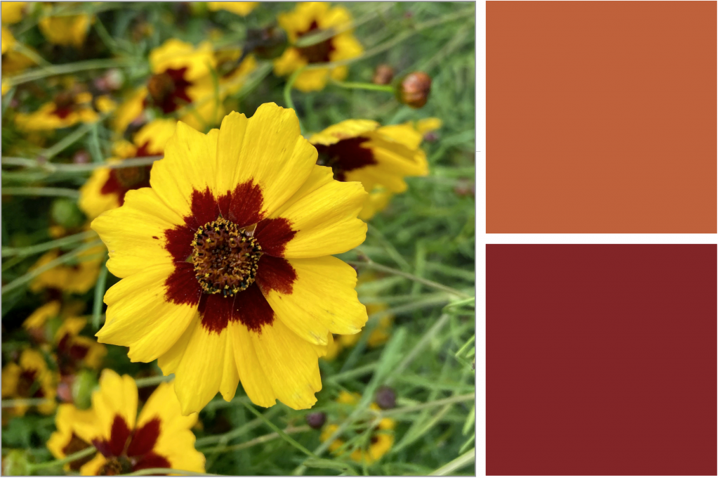 Yellow petal flower with Deep-Red center. Dye Colour: Reddish-Orange and Orange.