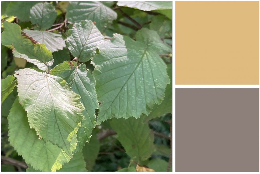 Veined green jaggered leaves. Dye Colour: Tan-Yellow and Brown.