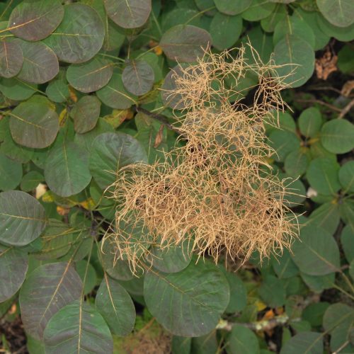 Cotinus coggygria
