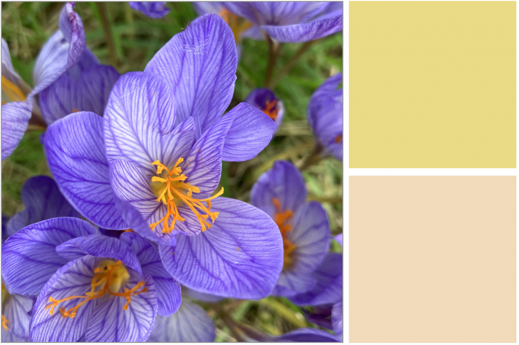 Purple veined petals with bright ornage stamens. Dye Colour: Yellow and Light-Salmon Pink.