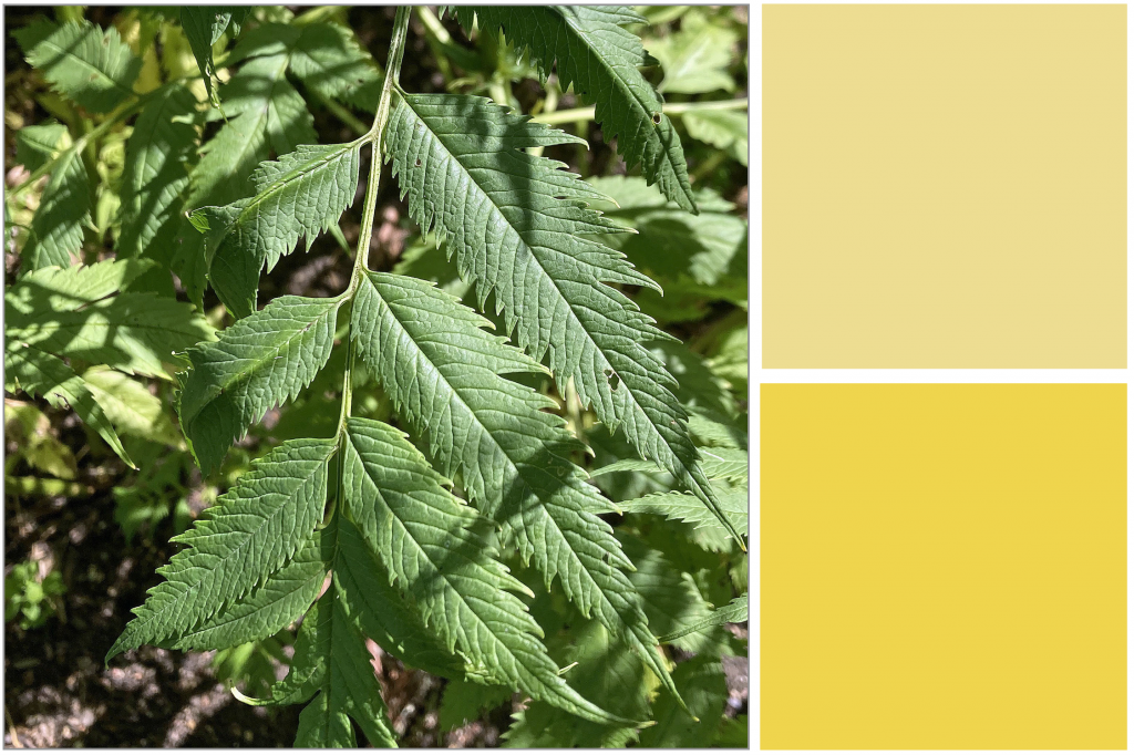 Long jaggered green veined leaves. Dye Colour: Soft-Yellow and Bright-Yellow