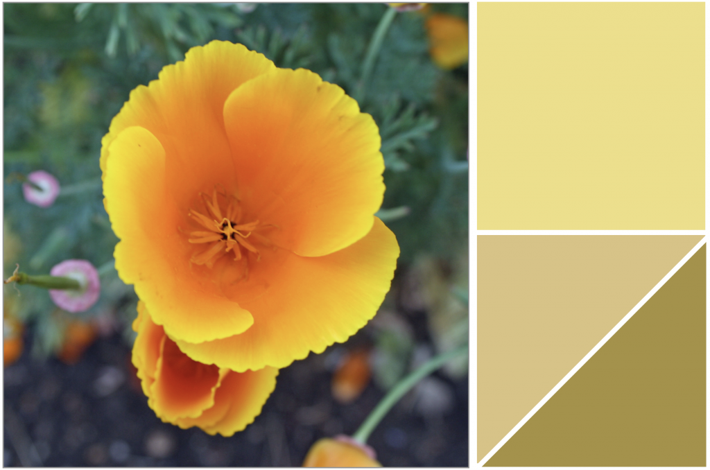 Orange-Yellow flower. Dye Colour: Yellow and Olive-Greens
