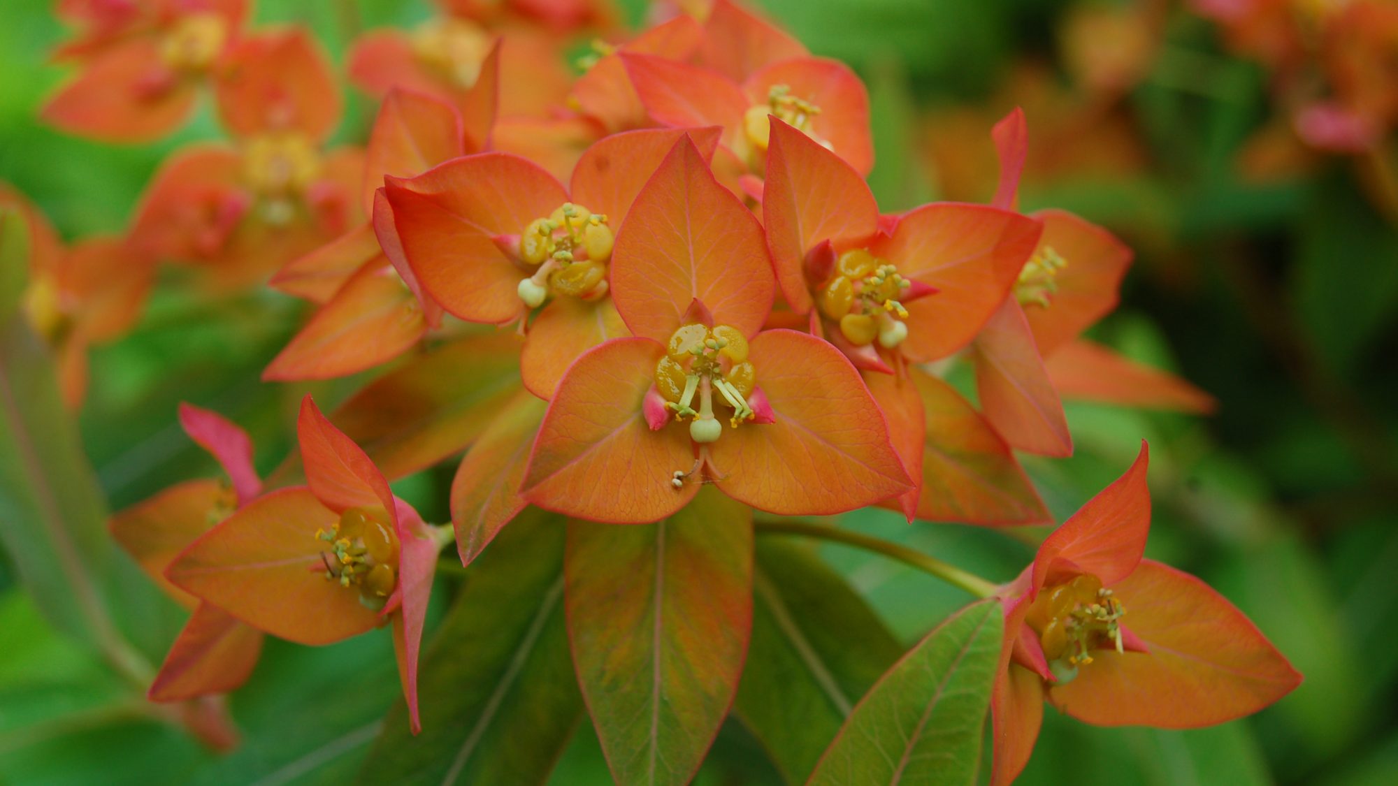 Head of tri-petalled, orange flowers.