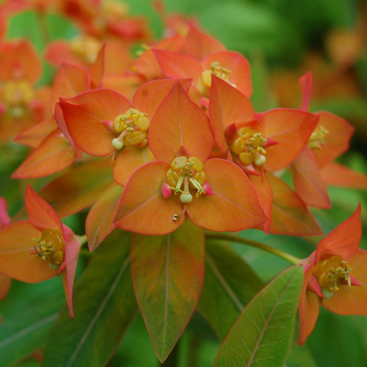 Euphorbia griffithii