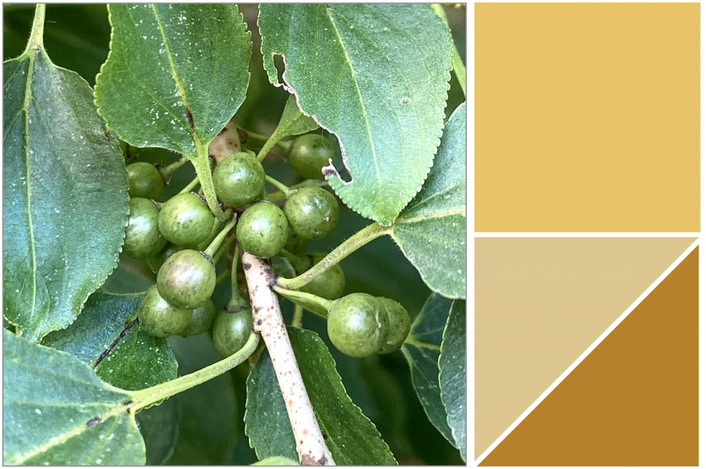 Light-Green unripe berries and jaggered green leaves. Dye Colour: Yellow, Tans and Browns.
