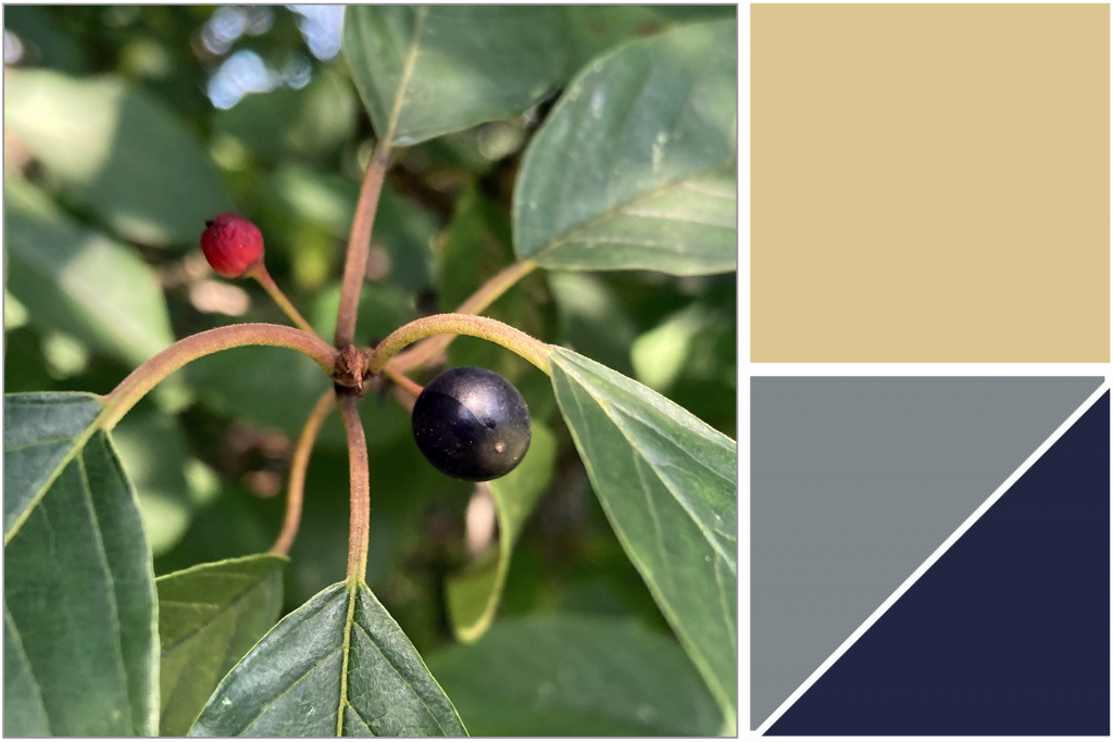 Red and Black berries with Green leaves. Dye Colour: Yellow, Grey-Blue and Deep Navy Blue