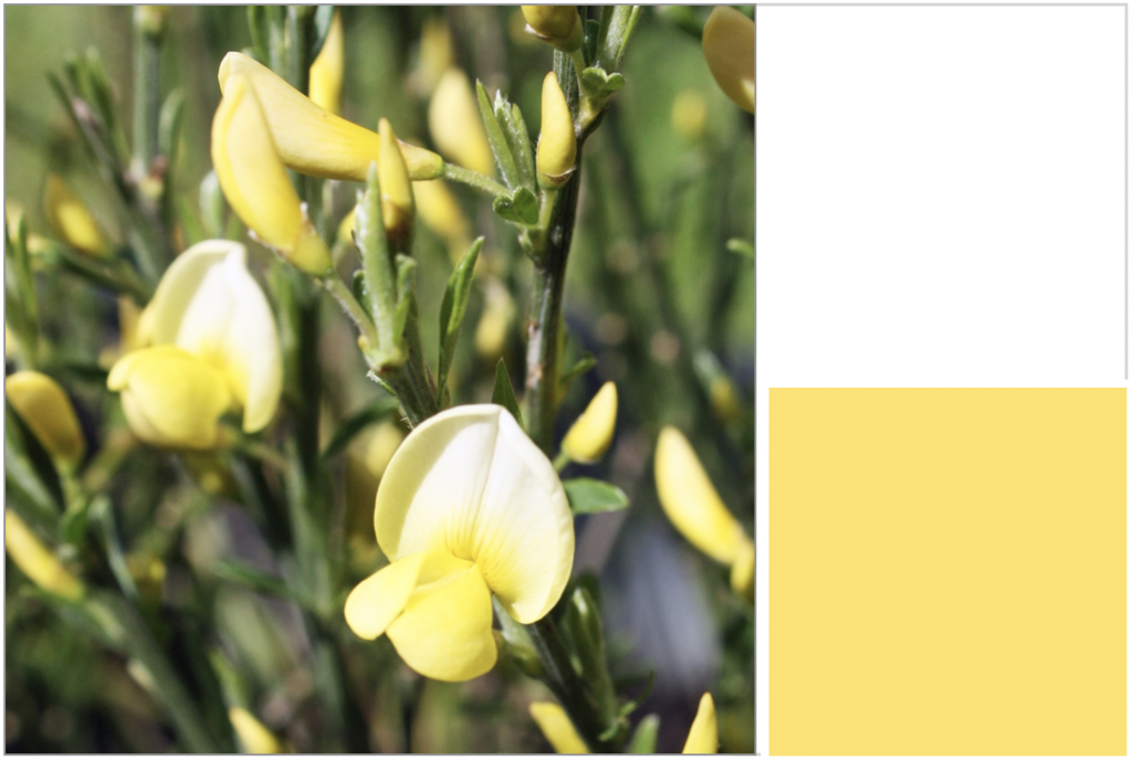 Pale Yellow small flowers. Dye Colour: Yellow