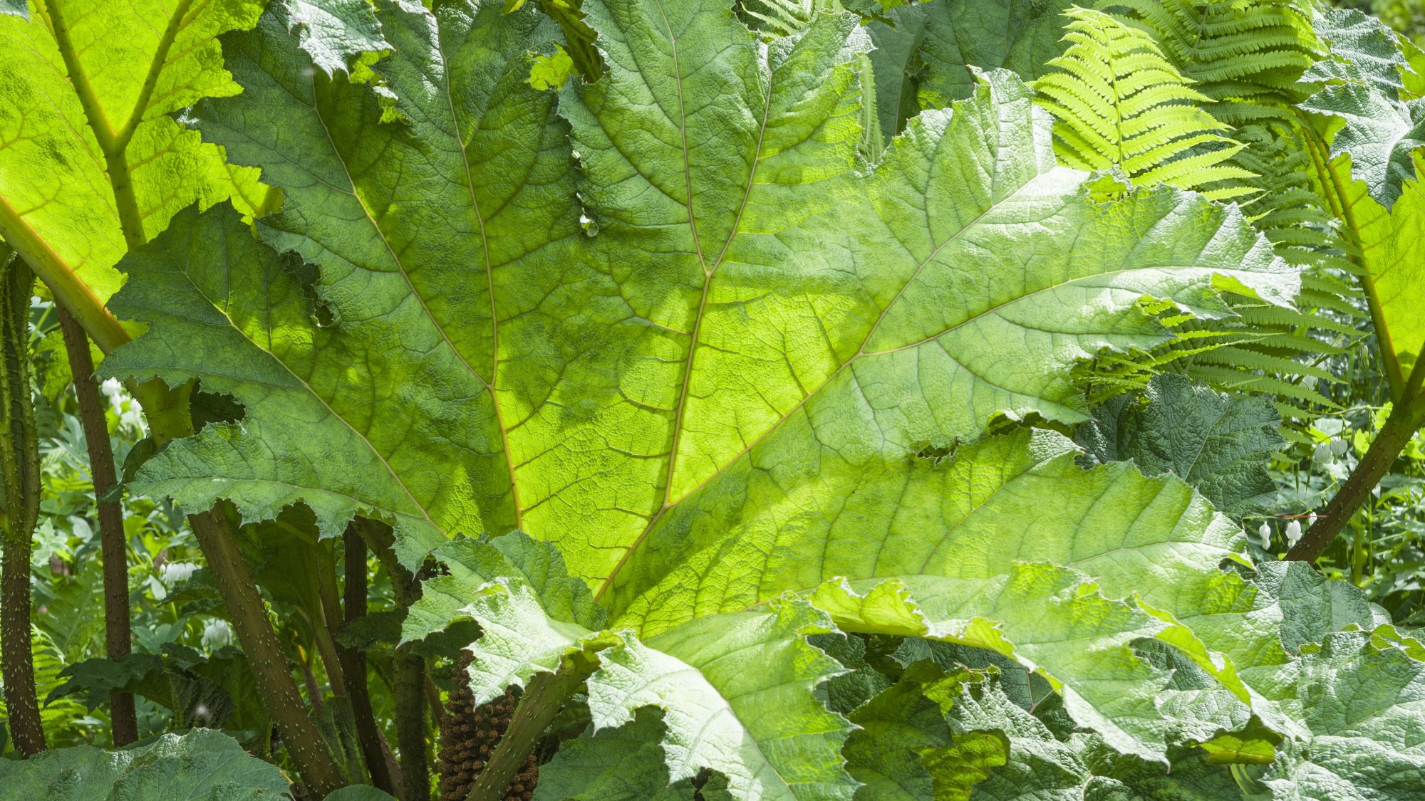 Big waxy green leaf with a prickly stem 