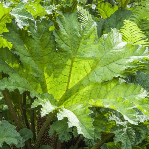 Gunnera manicata